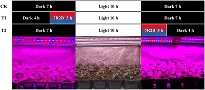 Response of Tomato Fruit Quality Depends on Period of LED Supplementary Light